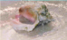 Conch-Shell